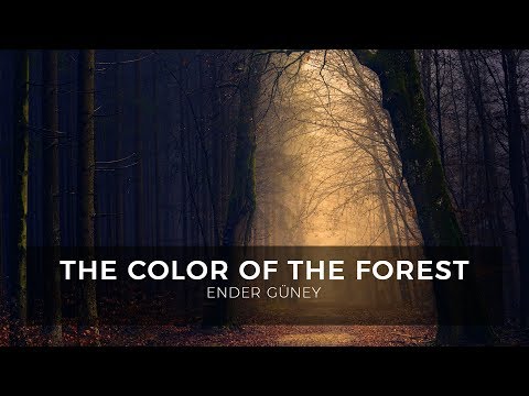 Emotional Piano - The Color Of The Forest - Ender Güney (Official Audio)