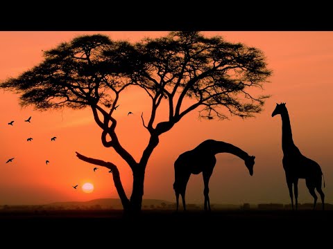 WILD IS LIFE - Most of Beautiful Nature Music by Daniel Deuschle
